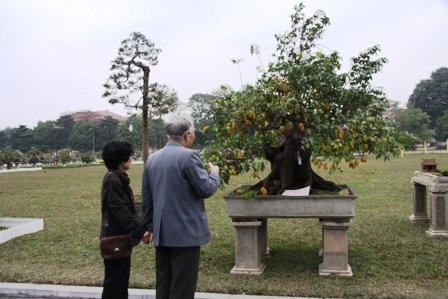 Hoa dừa cạn rủ, hoa dua can ru, hoa Tết, hoa Tet, hạt giống hoa, hoa treo, dạ yến thảo, hoa treo ban công, hạt giống hoa oải hương, bán hạt giống hoa oải hương, hat giong hoa oai huong, hạt giống  chất lượng cao, hat giong hoa , hat giong hoa chat luong cao, hoa trong tham, hoa trong chau,